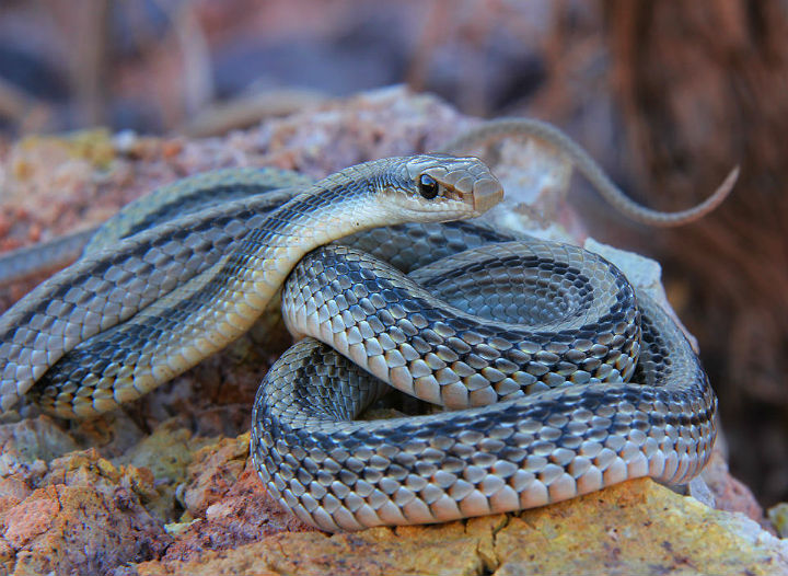 Patchnose Snake